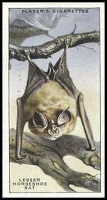 6 Lesser Horseshoe Bat